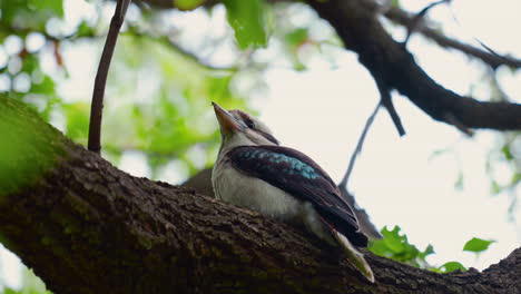 Kookaburra-Eisvogel-Australien