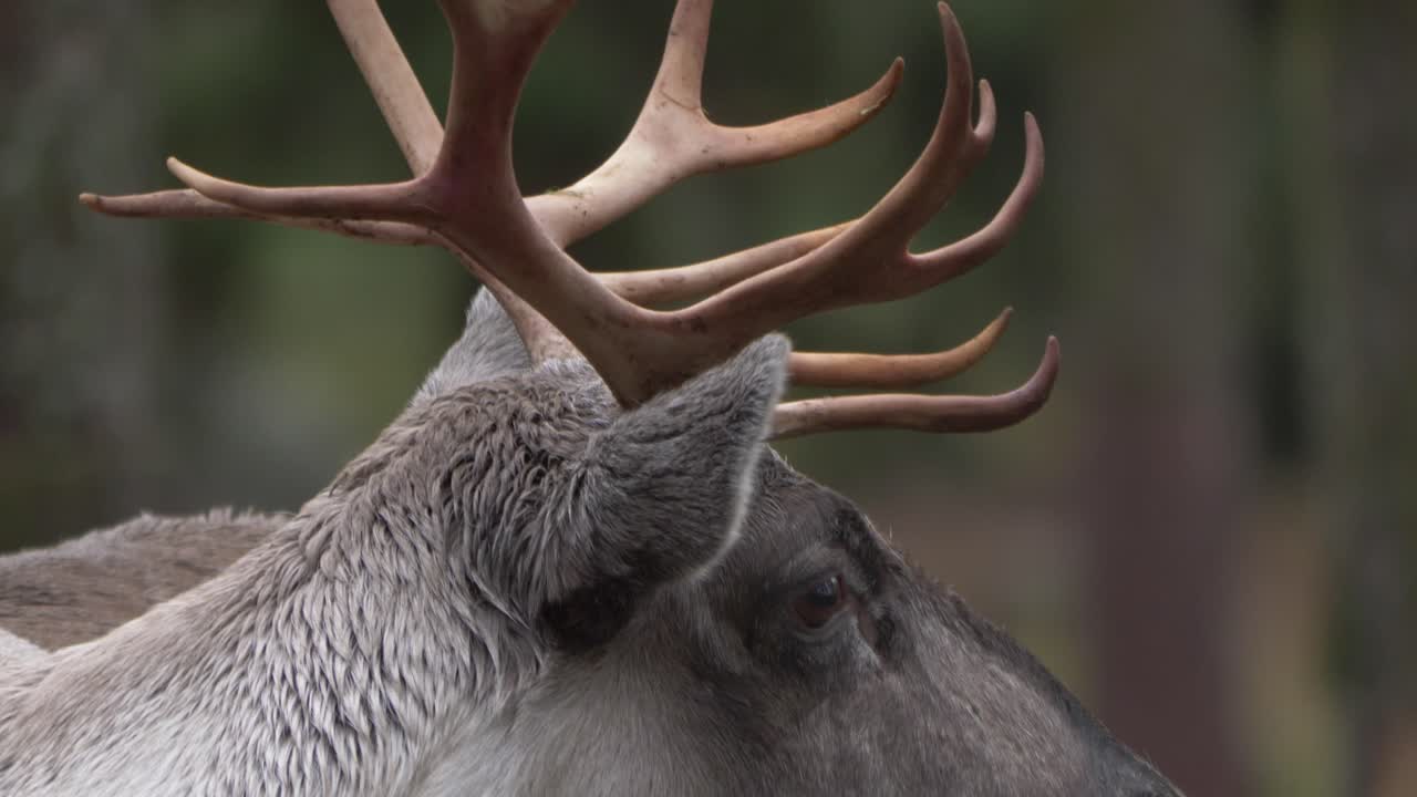 adorable reno con cuernos marrones. vista de cerca