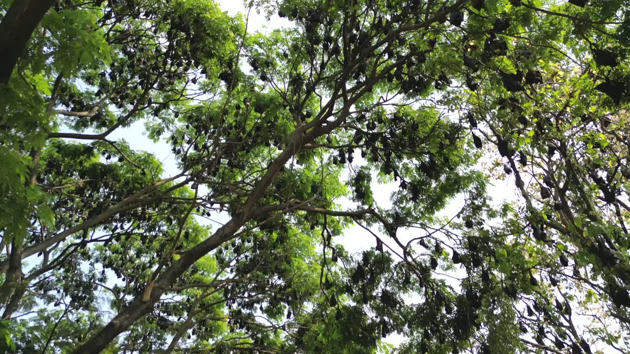 Fruit Bats Hanging From Trees drove view in Kolhapur