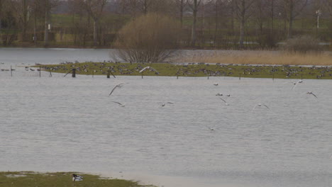 Flock-of-seagulls-flying-over-river-in-slowmotion