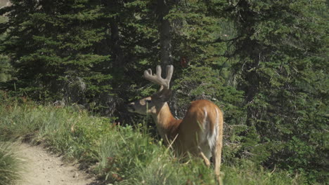 White-tailed-deer-grazing-on-mountainside-next-to-trail