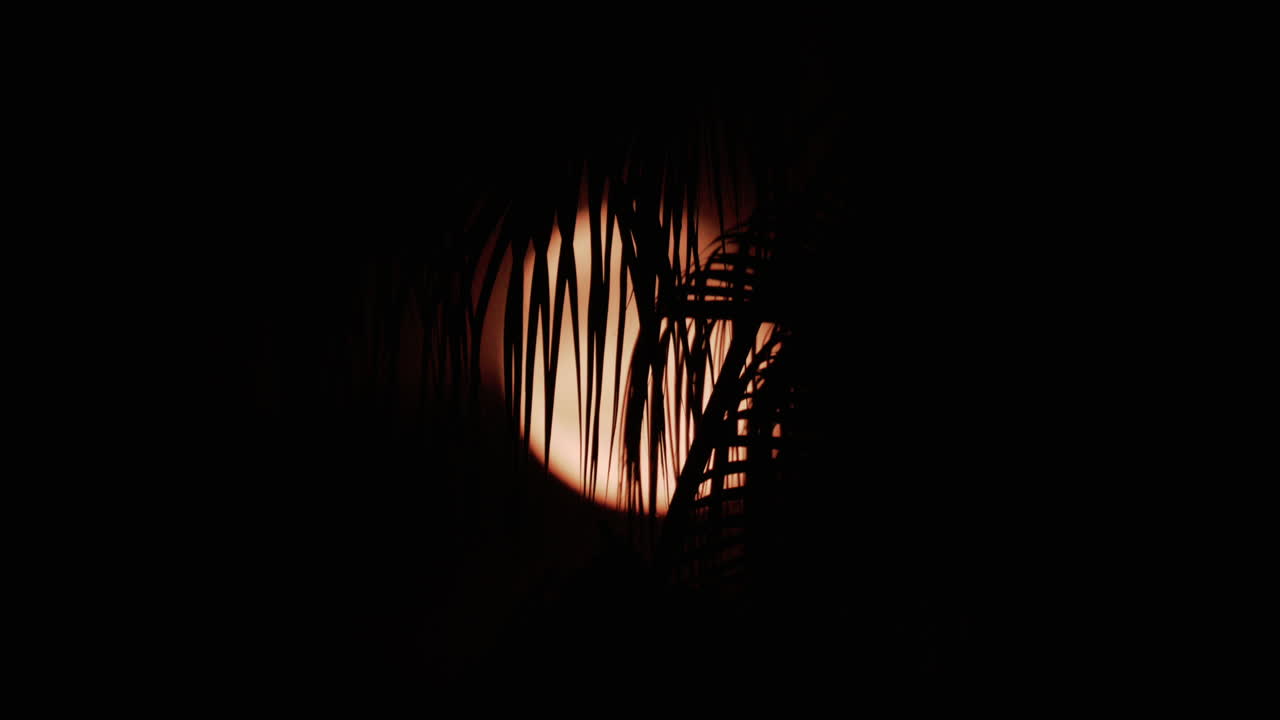 A palm leaf gently moves in front of a glowing moon, creating a serene tropical silhouette