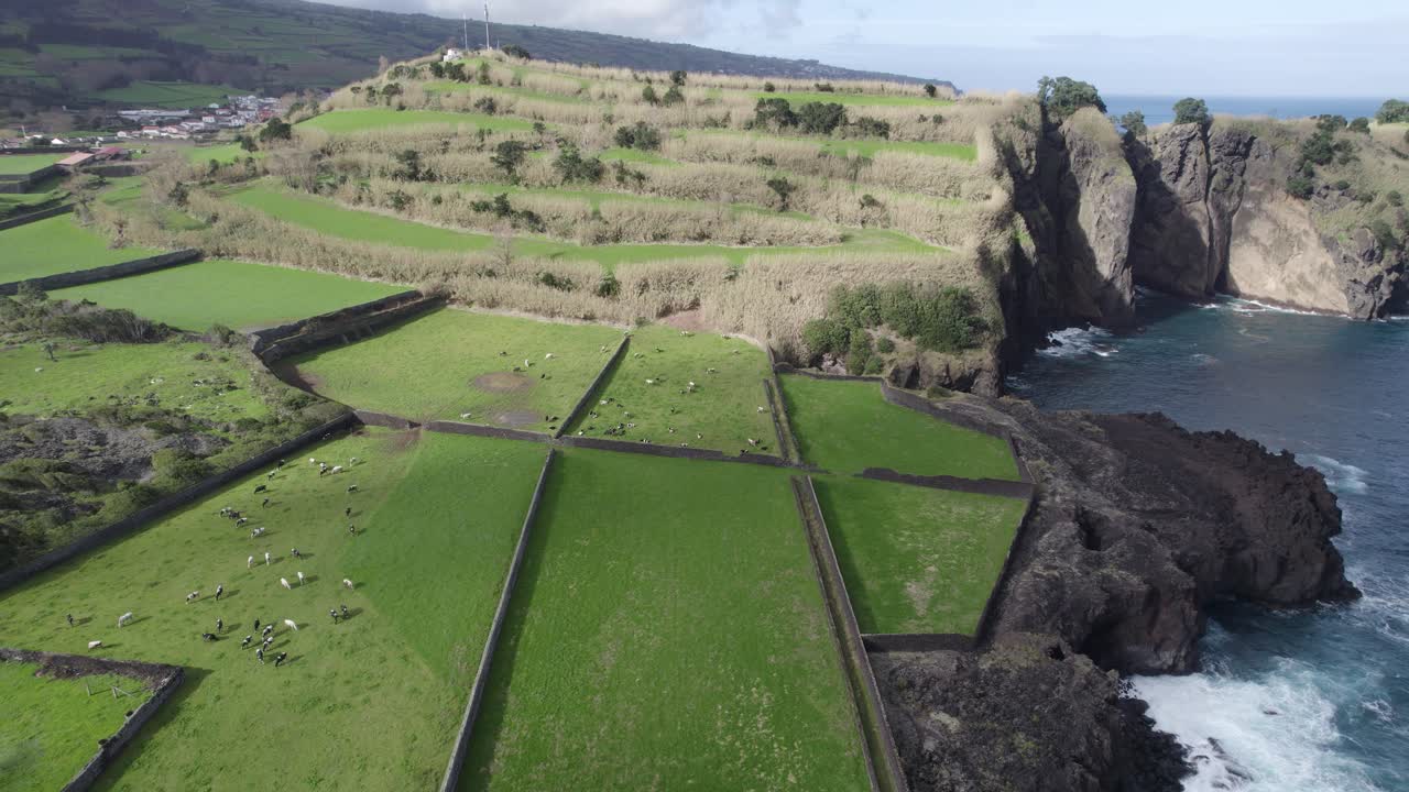 Cows grazing on fertile pastureland of S&atilde;o Miguel, Azores