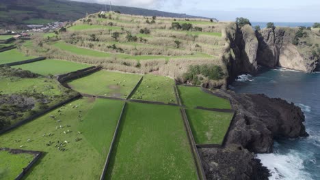 cows grazing on fertile pastureland of são miguel, azores