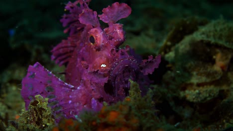 rhinopias frondosa purple weedy scorpionfish with parasite lembeh 4k 25fps