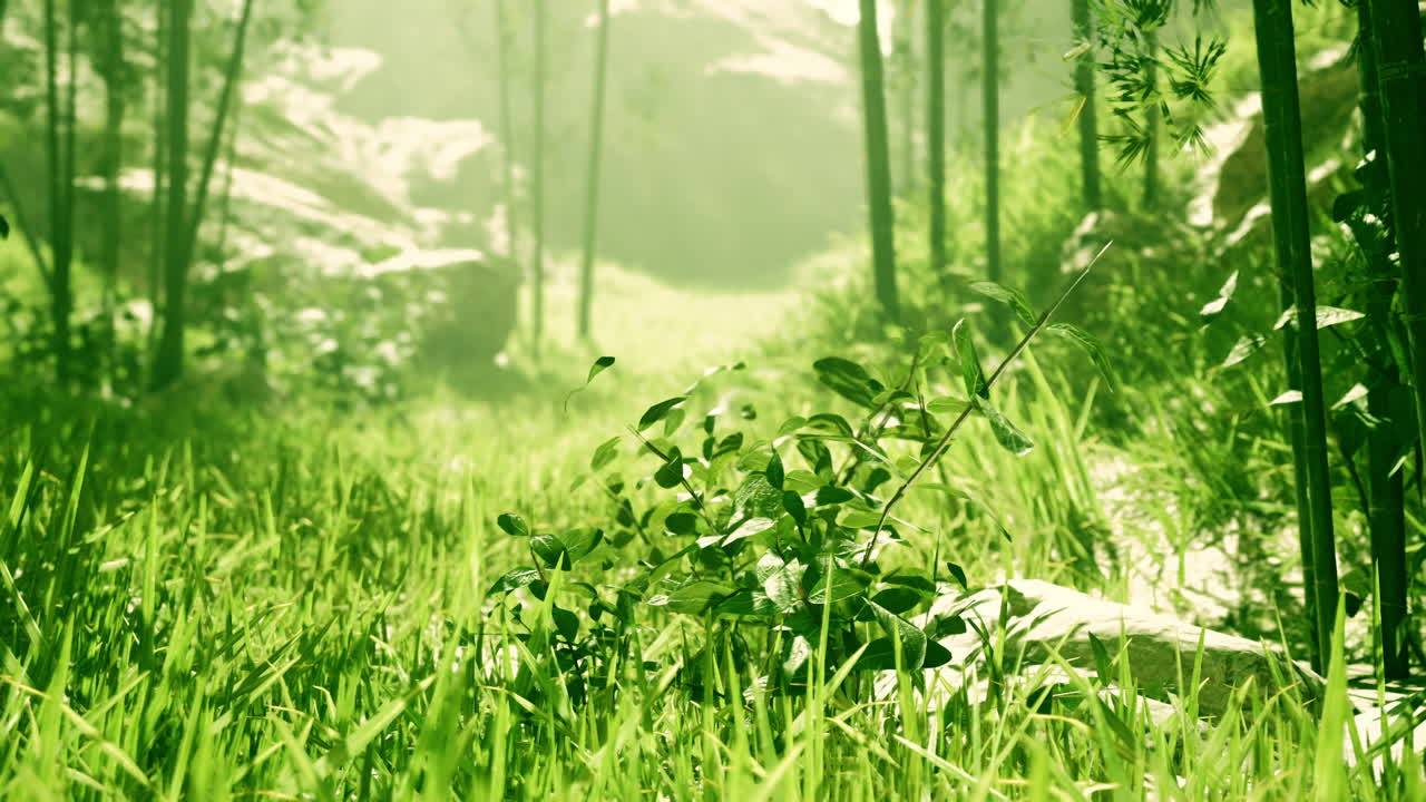 Lush Green Bamboo Forest