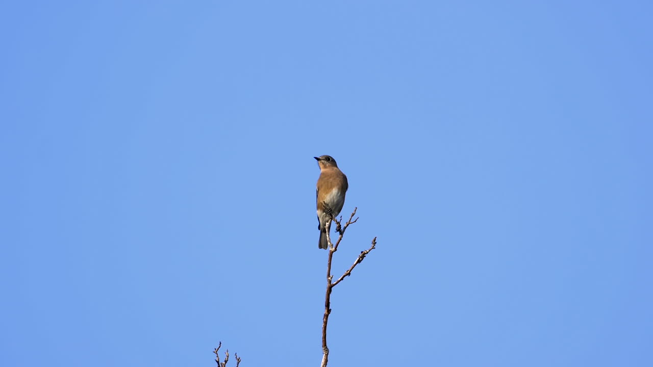 Un tordo marrone e bianco sulla cima di un albero con sfondo di cielo blu