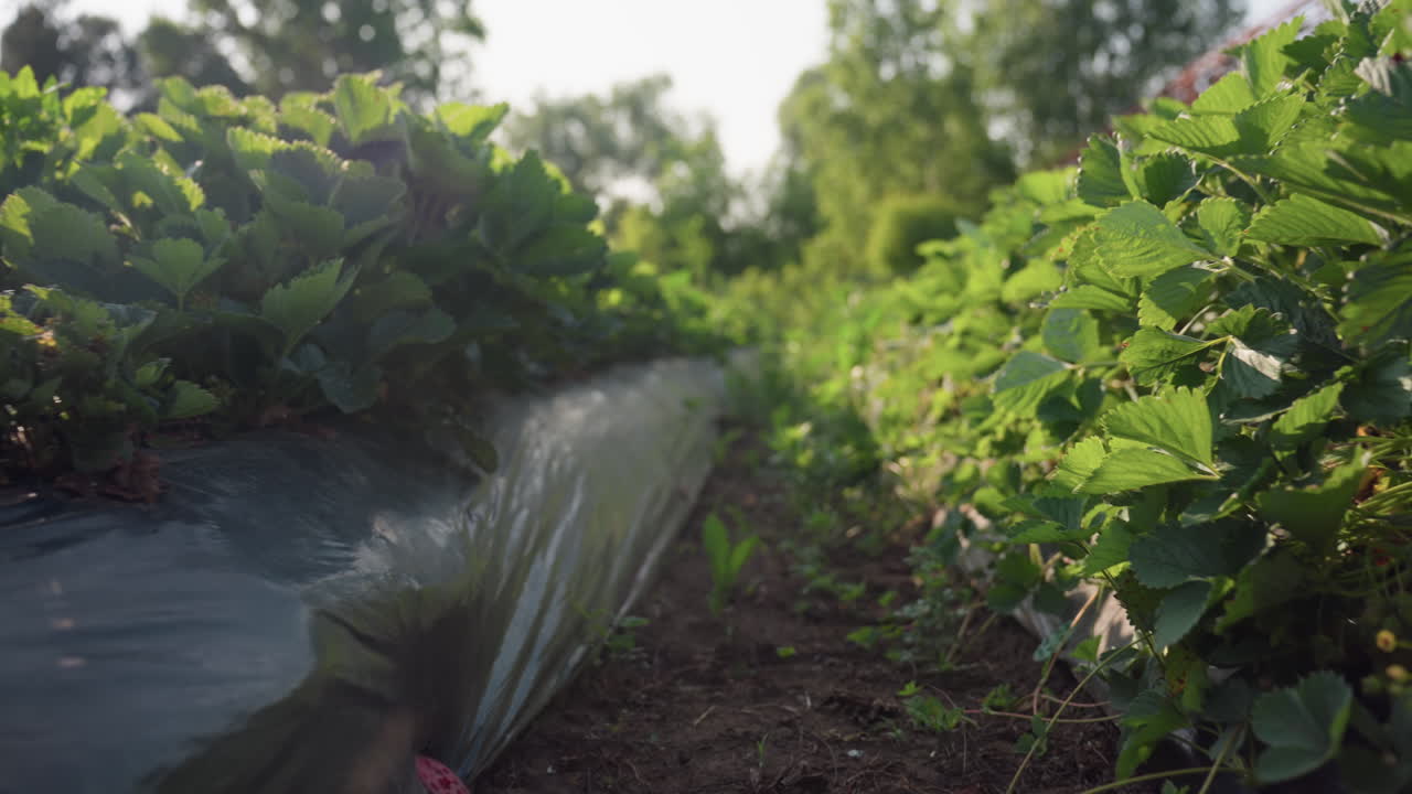 Sunlight filters through vibrant green strawberry leaves in agricultural field with plastic mulch, creating natural light flare and illuminating fresh growth during calm summer morning