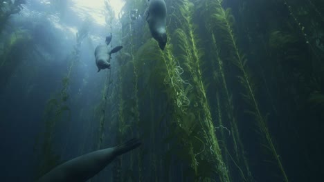 Kalifornische-Seelöwen-Schwimmen-Im-Kelpwald