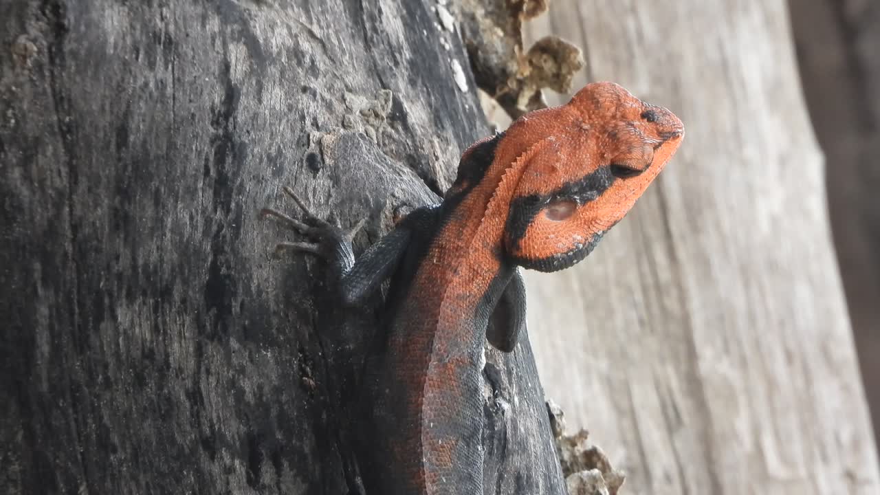 Lizard relaxing on tree - red 