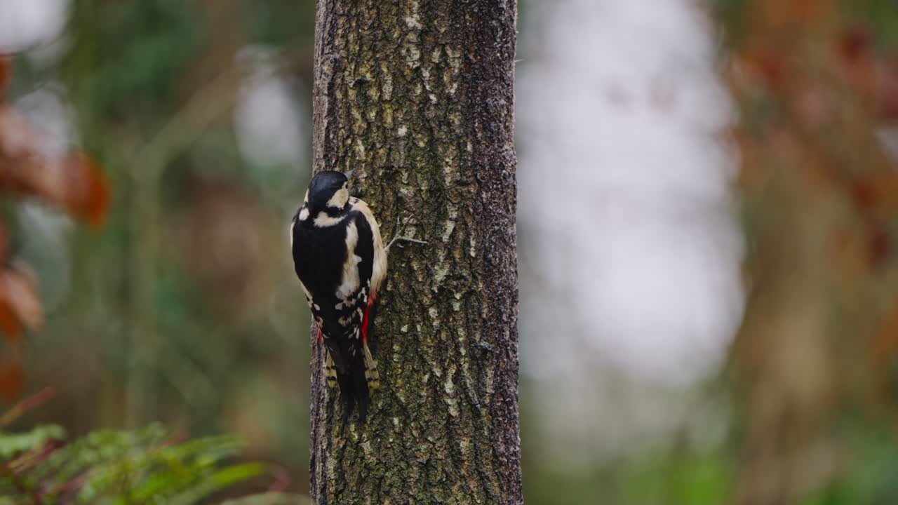 Woodpecker perched vertically on pine trunk, subtle movements in forest with green backdrop