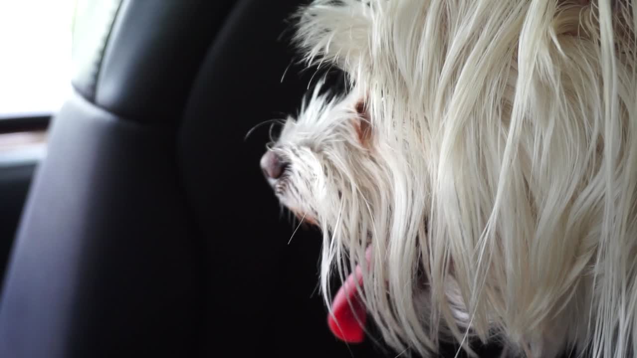 Dog relaxing with owner in car with tongue out