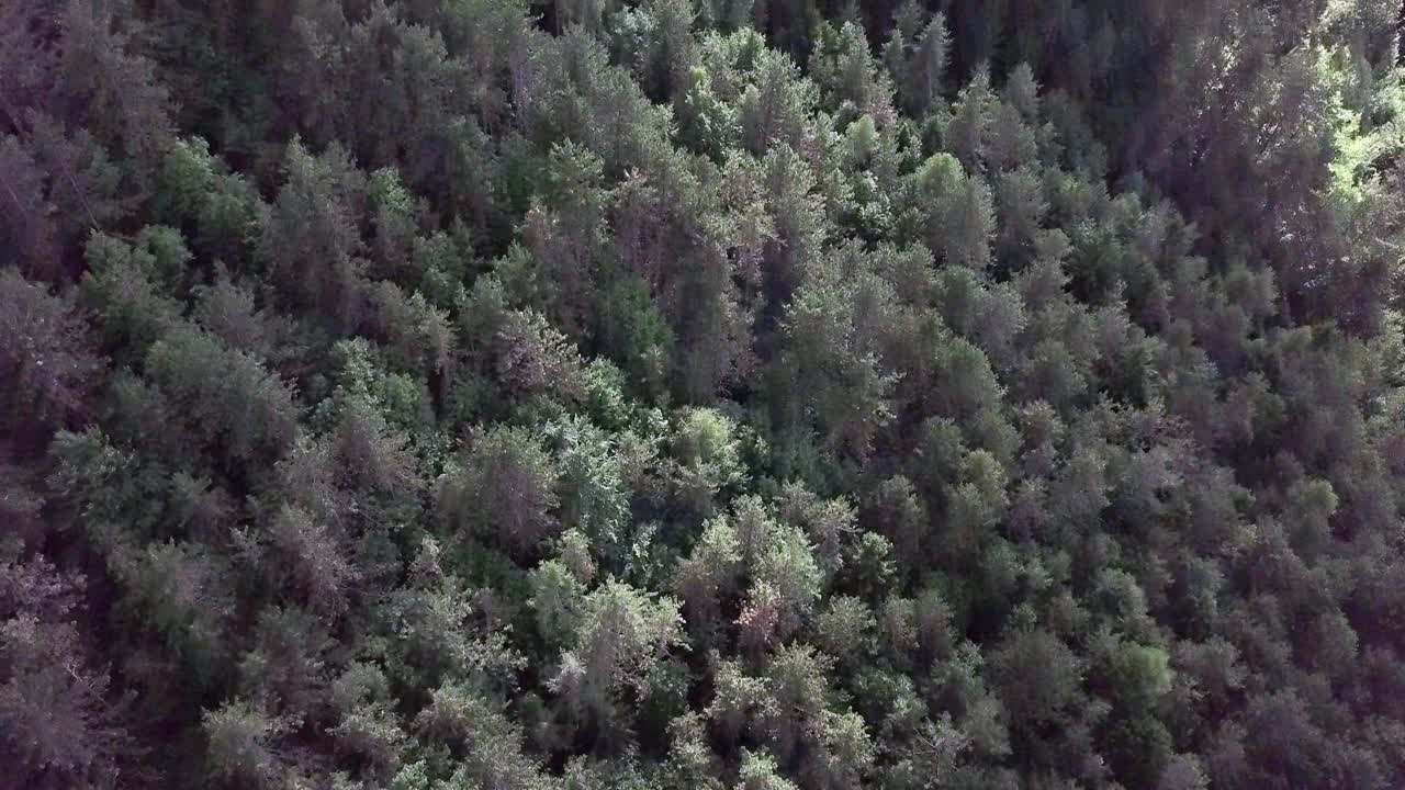 Aerial reveal type shot of the mountains and forest in Borgo Valsugana in Trentino Italy