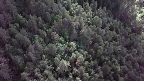 Aerial-reveal-type-shot-of-the-mountains-and-forest-in-Borgo-Valsugana-in-Trentino-Italy