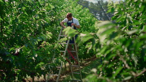 Farm-worker-picking-berry-from-trees-in-sunny-farmland-plantation-concept