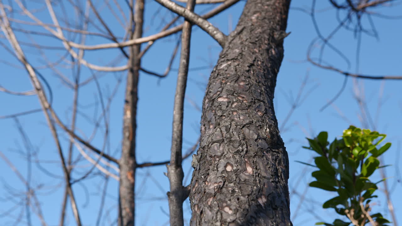 Leafless Tree Branches On Blue Sky - Low Angle Shot
