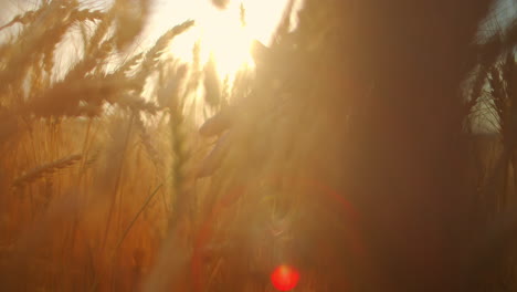 cámara lenta: la mano del agricultor toca la espiga del trigo al atardecer. el agricultor inspecciona un campo de trigo maduro. el agricultor en un campo de trigo al atardecer. concepto de agricultura. negocio agrícola.