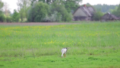 white stork walking and looking for food or hunting in countryside