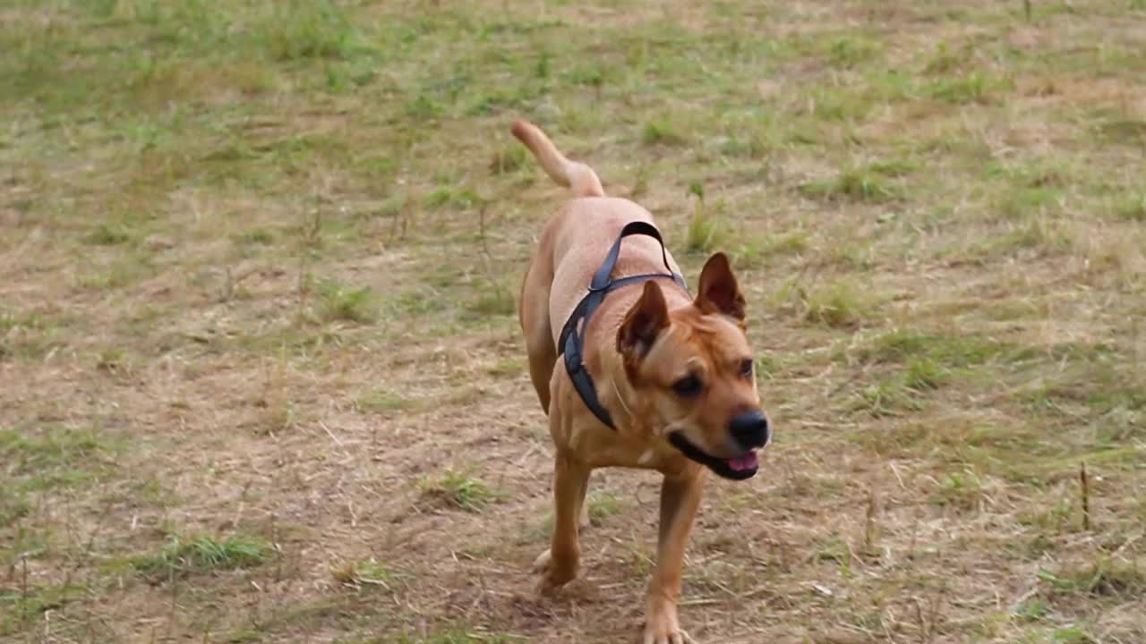 Cute happy looking dog runs for his treat