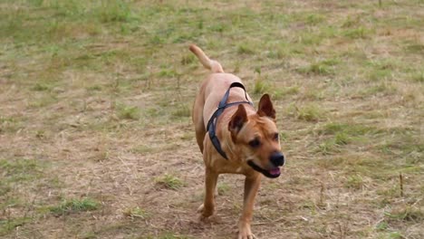cute happy looking dog runs for his treat