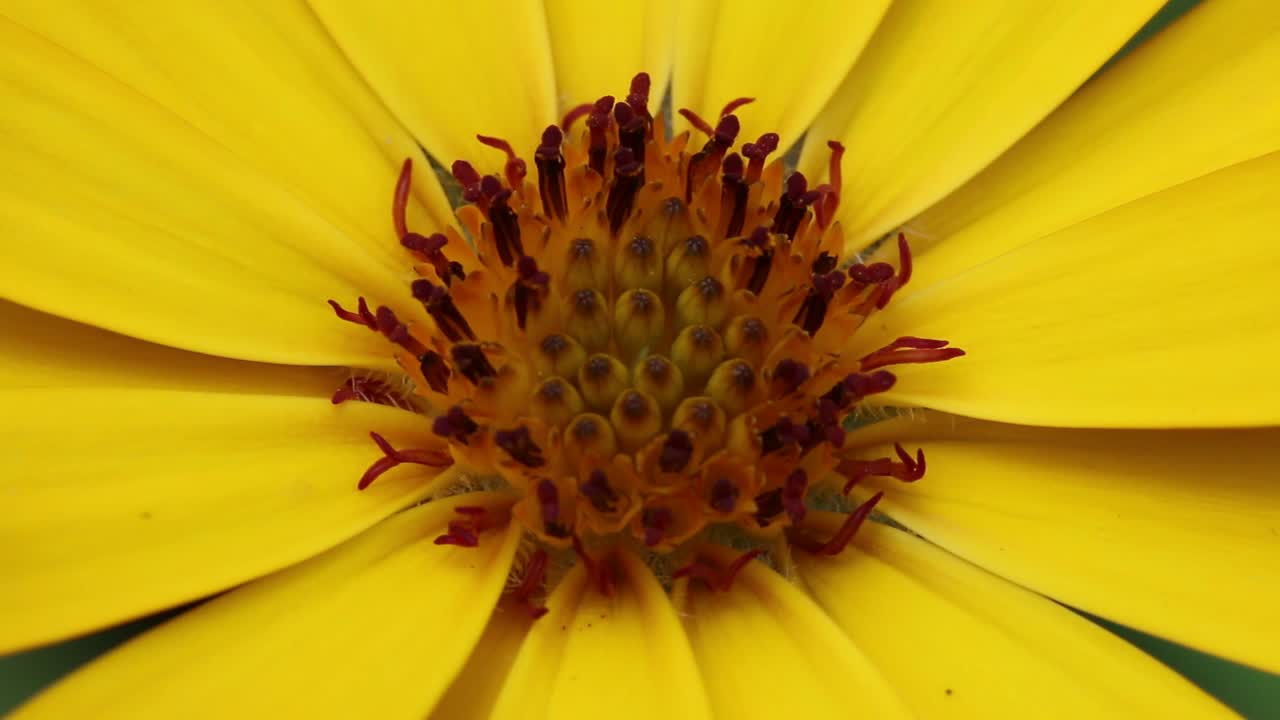 primer plano de una flor de jardín amarilla brillante