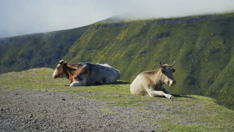 cows relaxing in madeira portugal with cloudy volcanic mountains in background