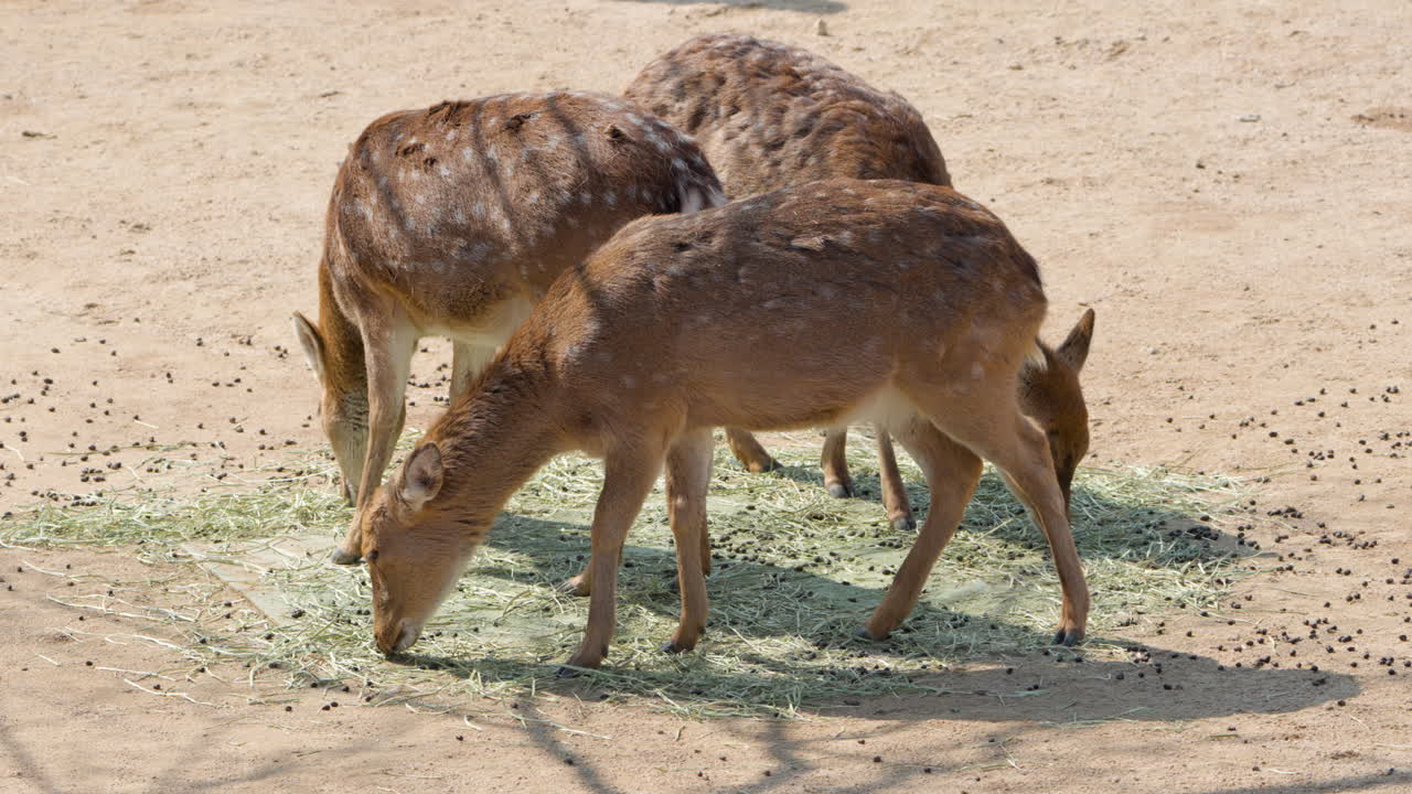 Three Sika Deer grazing on small patch of hay in dirt field, slow motion