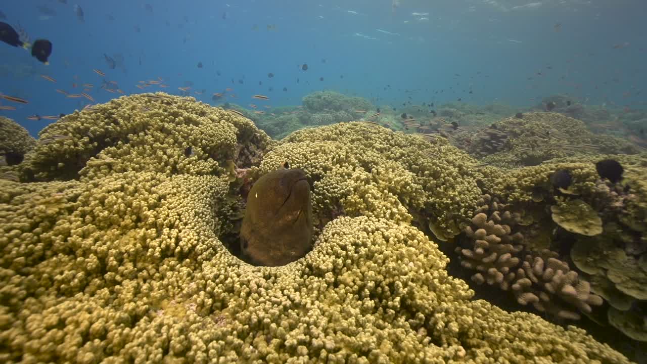 la anguila morena gigante está siendo limpiada por un pez limpiador en un arrecife de coral tropical