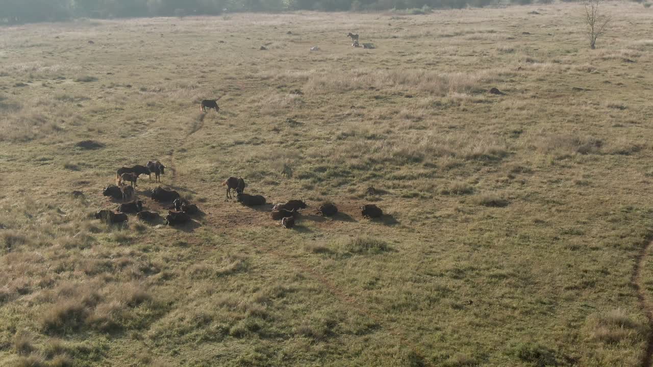 Drone aerial of Wildebeest herd in the wild early morning