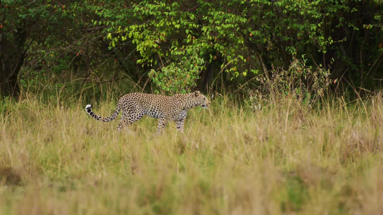 Slow Motion Shot of African Wildlife leopard prowling and walking in Maasai Mara National Reserve grasslands camouflaging camouflage, Kenya, Africa Safari Animals in Masai Mara North Conservancy