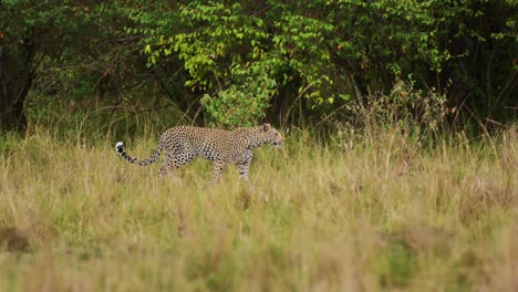 Toma-En-Cámara-Lenta-Del-Leopardo-De-La-Vida-Silvestre-Africana-Merodeando-Y-Caminando-En-Los-Pastizales-De-La-Reserva-Nacional-De-Maasai-Mara-Camuflando-Camuflaje,-Kenia,-Animales-De-Safari-De-áfrica-En-La-Conservación-Del-Norte-De-Masai-Mara