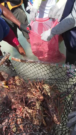 fisherman pulling lobsters, checking legal size and putting them in nylon bags to sell on beach