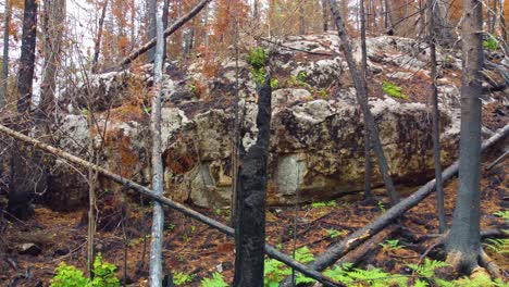 bosques secos a través del bosque después de un incendio forestal en las montañas cerca de toronto, canadá