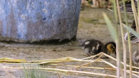 Pequeños-Patos-Jóvenes-En-Busca-De-Alimentos-Cerca-De-La-Orilla-De-La-Terminal-De-Ferry-De-Zamardi