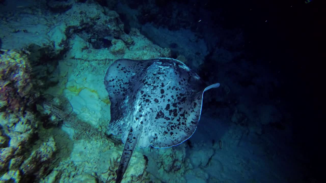Round ribbontail ray swim over reef (evening light)