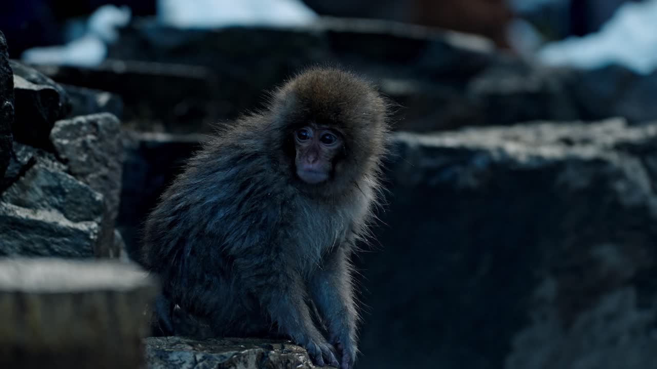 A playful baby snow monkey enjoys the warm volcanic waters of an onsen in Jigokudani, Japan.