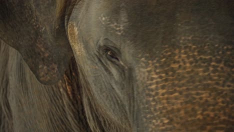Nahaufnahme-Der-Augen-Eines-Elefanten,-Während-Er-Schwankt-Und-Mit-Den-Ohren-Schlägt