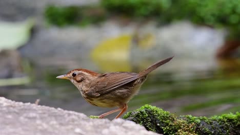 charlatán de garganta hinchada acicalándose después de un baño en el bosque durante un día caluroso, pellorneum ruficeps, velocidad original