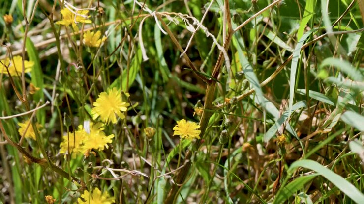 Macro view of yellow wildflowers and grass gently moving in bright natural summer sunlight