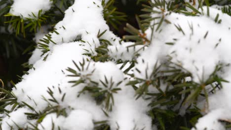 新泽西郊区的雪天