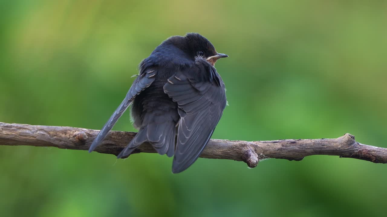 Close-up shot of a Welcome Swallow (Hirundo neoxena) perched on a branch amidst dense, lush vegetation, with fluffed-up plumage to keep warm