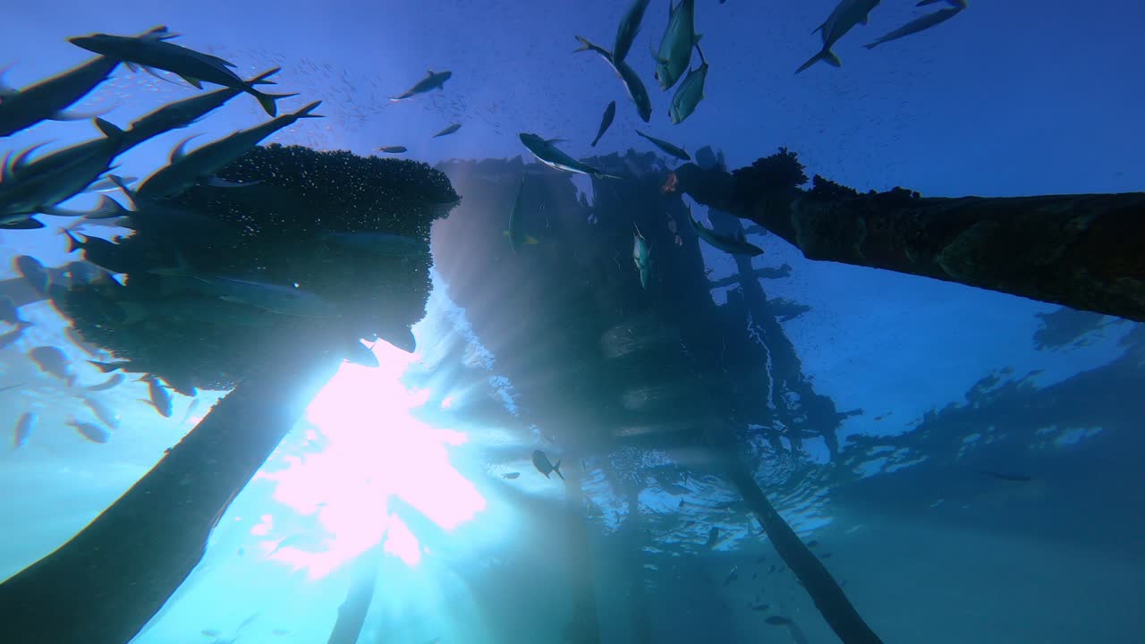 인도네시아의 오래된 목조 부두 아래 열대 암초 물고기