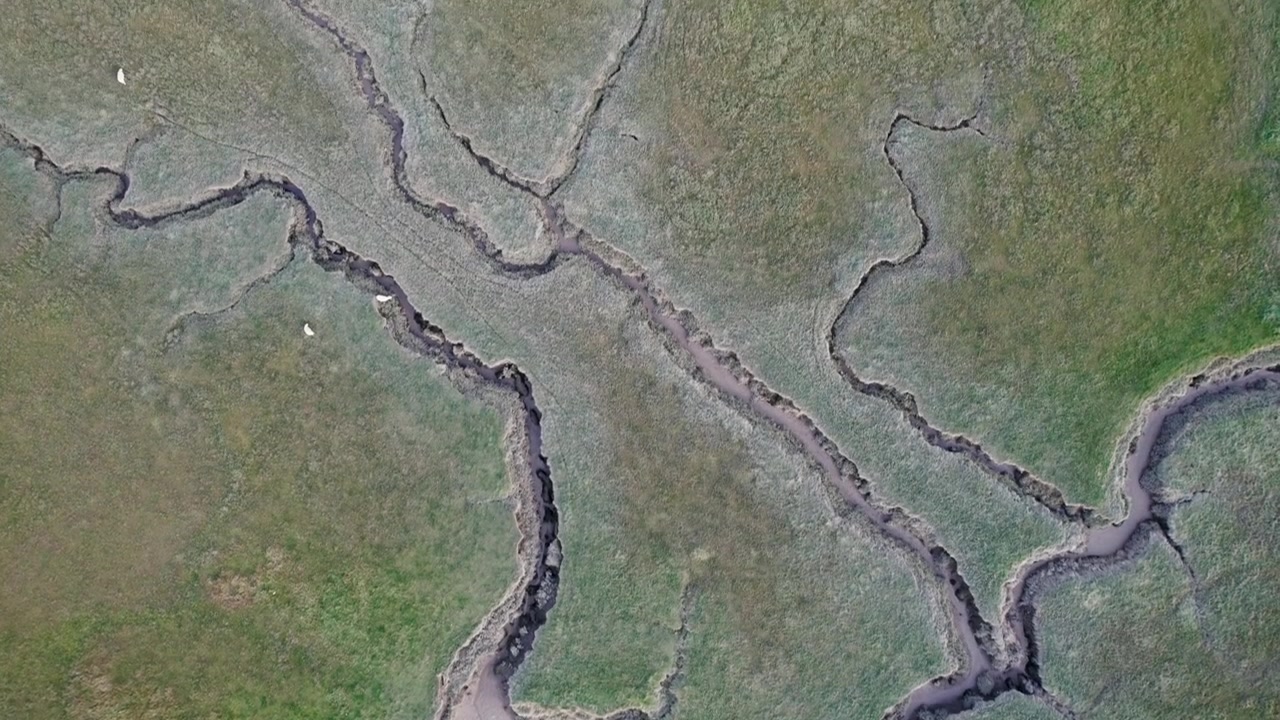 Aéreo: sobrevuelo cenital de ovejas y aves marinas pastando en el estuario de Gower, Dron 4K