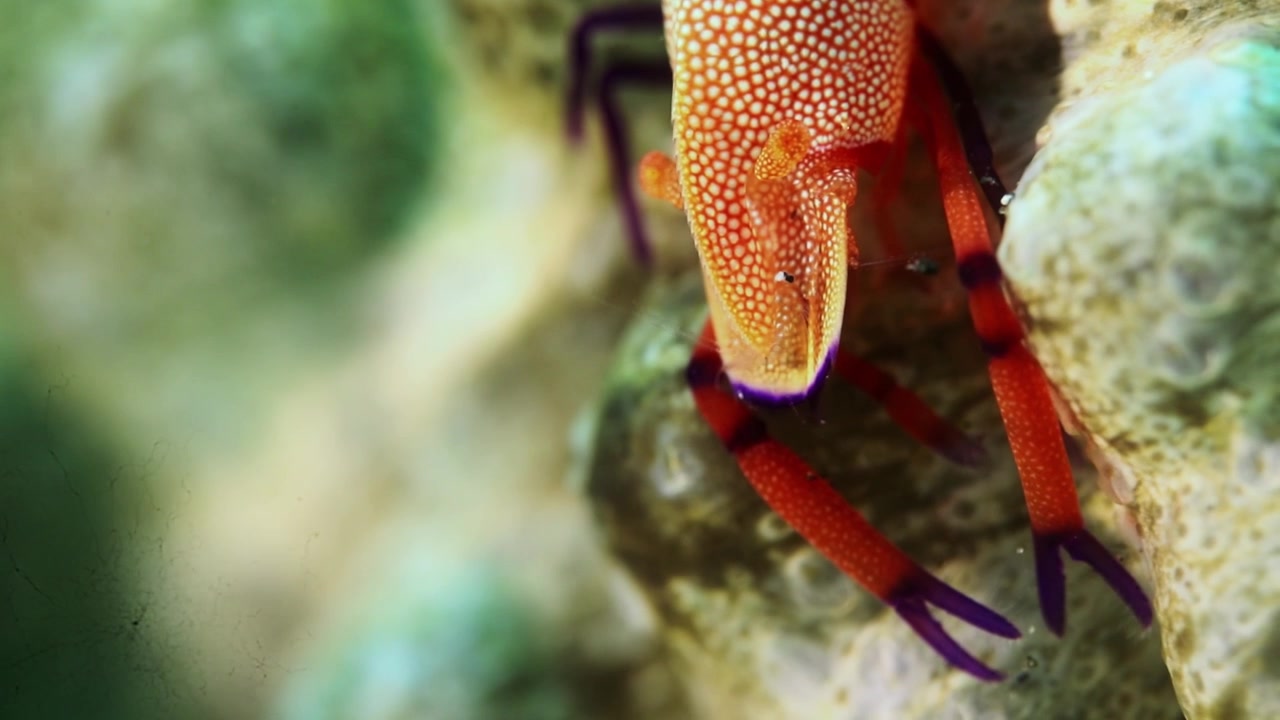 Filmato macro 4K di un gamberetto imperatore che cavalca un cetriolo di mare nello Stretto di Lembeh, Indonesia. Rara simbiosi marina catturata durante un'immersione nel fango