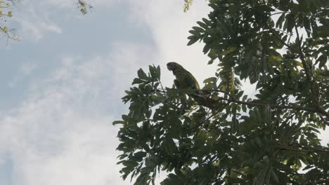 Gran-Pájaro-Guacamayo-Verde-Posado-Contra-El-Cielo-Azul-Nublado---Tiro-De-ángulo-Bajo