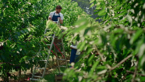 equipo de trabajadores agrícolas comprobando la calidad de los árboles frutales en un invernadero cálido discutiendo