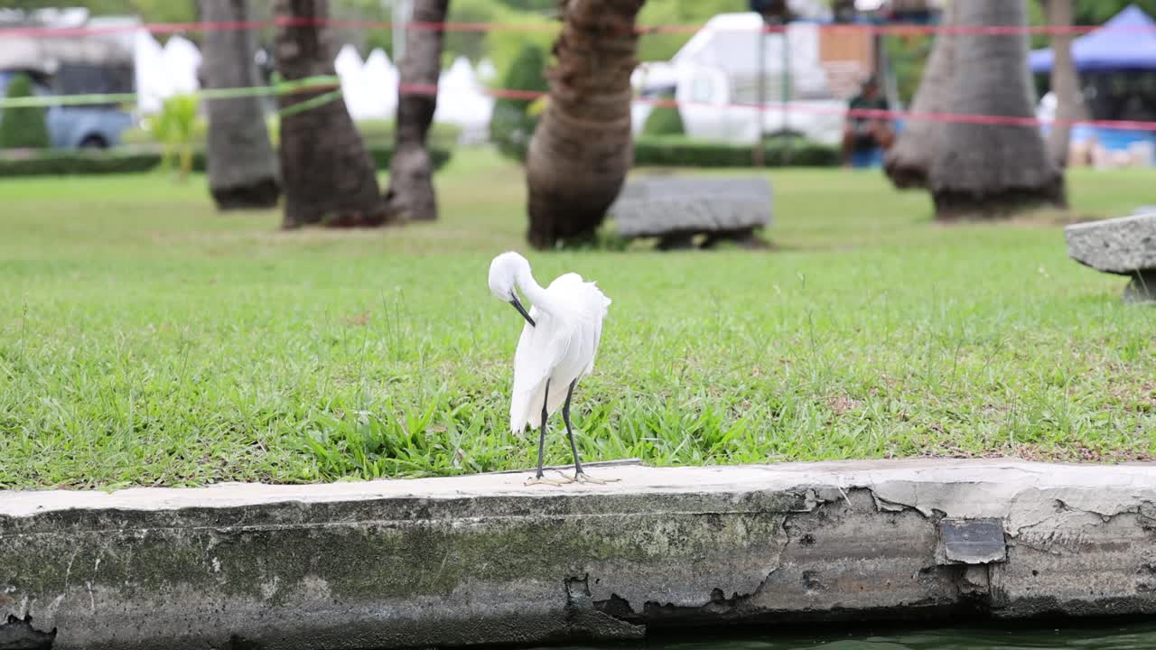 이그레트 가 잔디 가득 한 공원 을 가로질러 고 있다