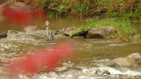 hungry great blue heron bird fishes in flowing water on a cold wetland day