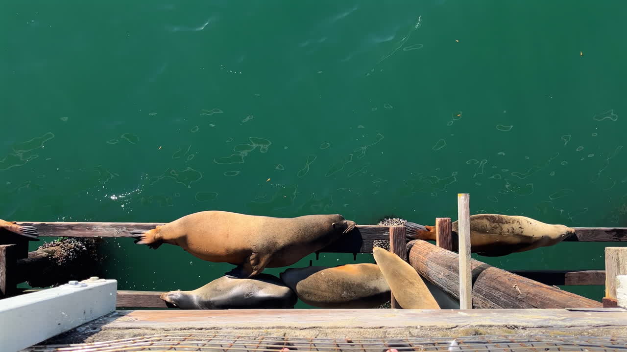 Sea lions resting on wooden pier above the ocean