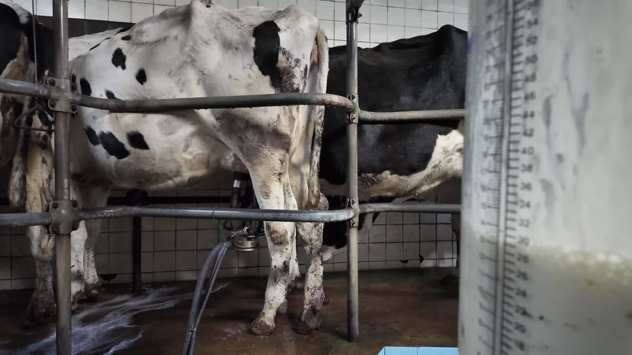 Transparent tank streams fresh milk dairy platform cows background